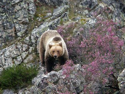 4 consejos para el avistamiento de osos en Somiedo
