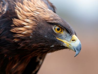 7 aves increíbles que puedes avistar en el Parque Natural de Somiedo